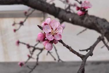 香港居民要申請在內(nèi)地從事律師執(zhí)業(yè)怎么辦理經(jīng)內(nèi)地認可的公證人公證聲明本人在香港未受刑事處罰呢？